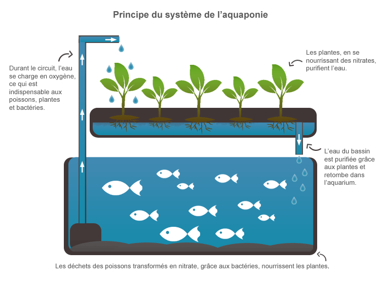 Projets Scolaires sur le thème de l'environnement, encadré par un professionnel avec de nombreux thèmes d'intervention